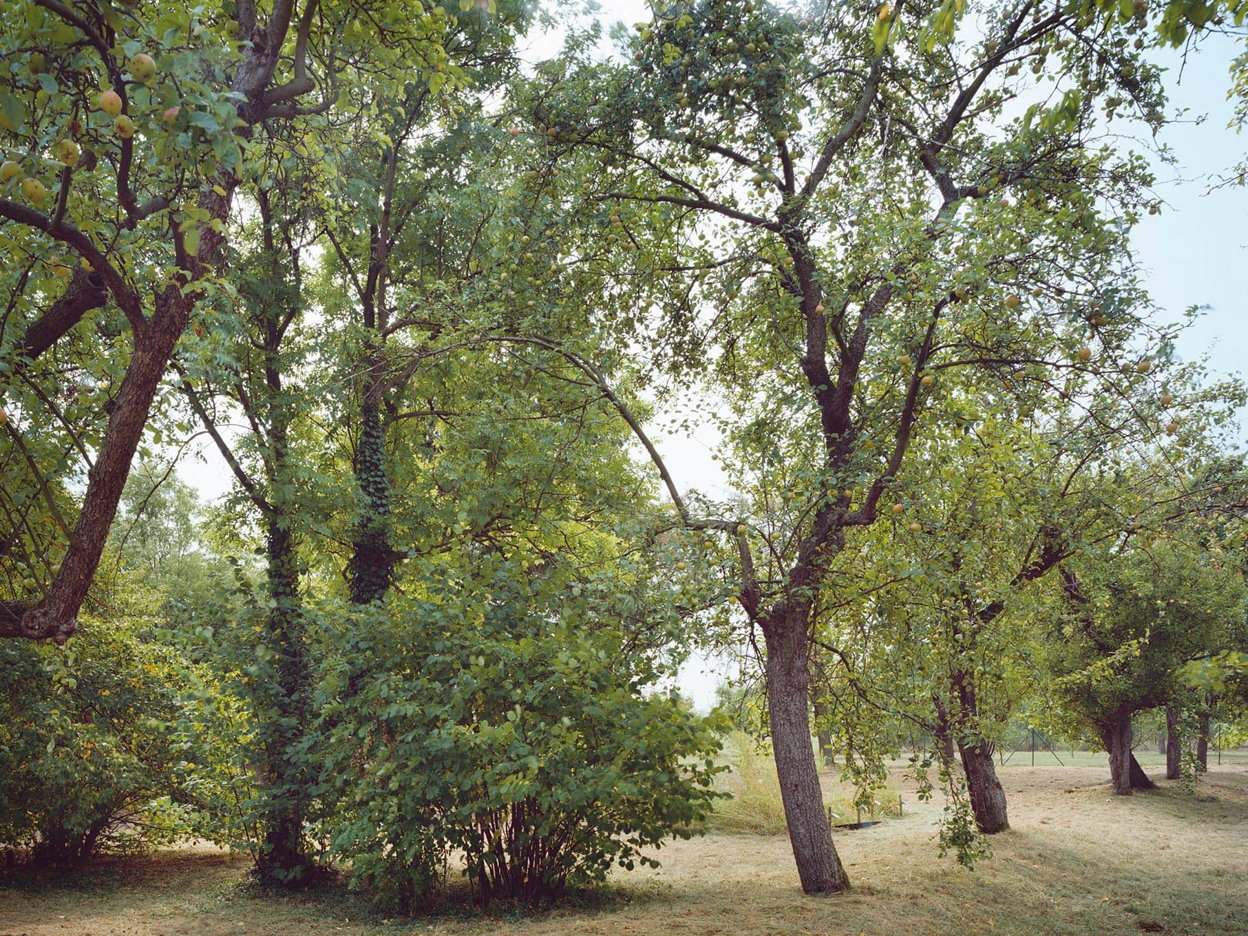 Old trees in the garden